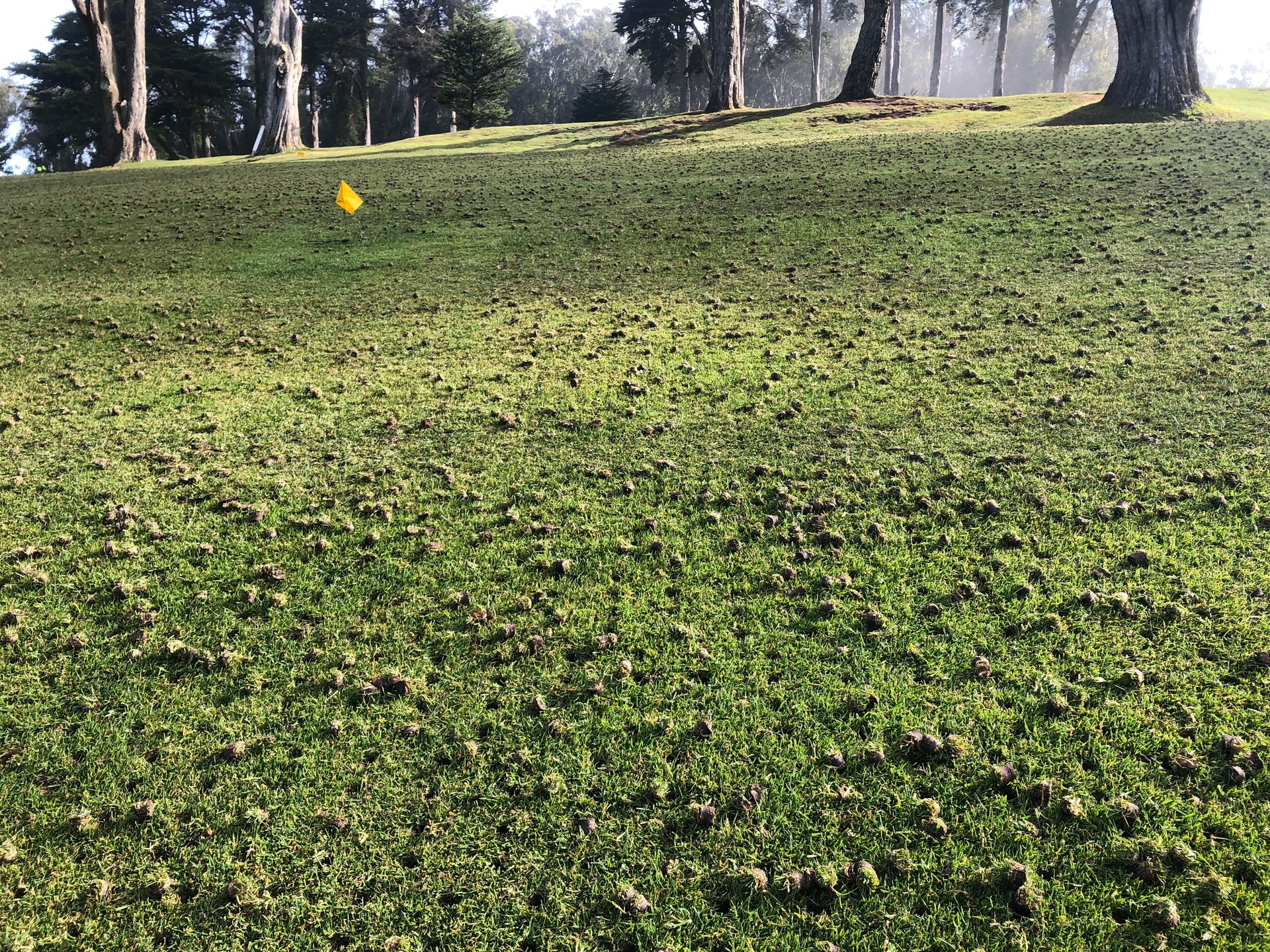 A closeup photo of an aerated golf fairway.