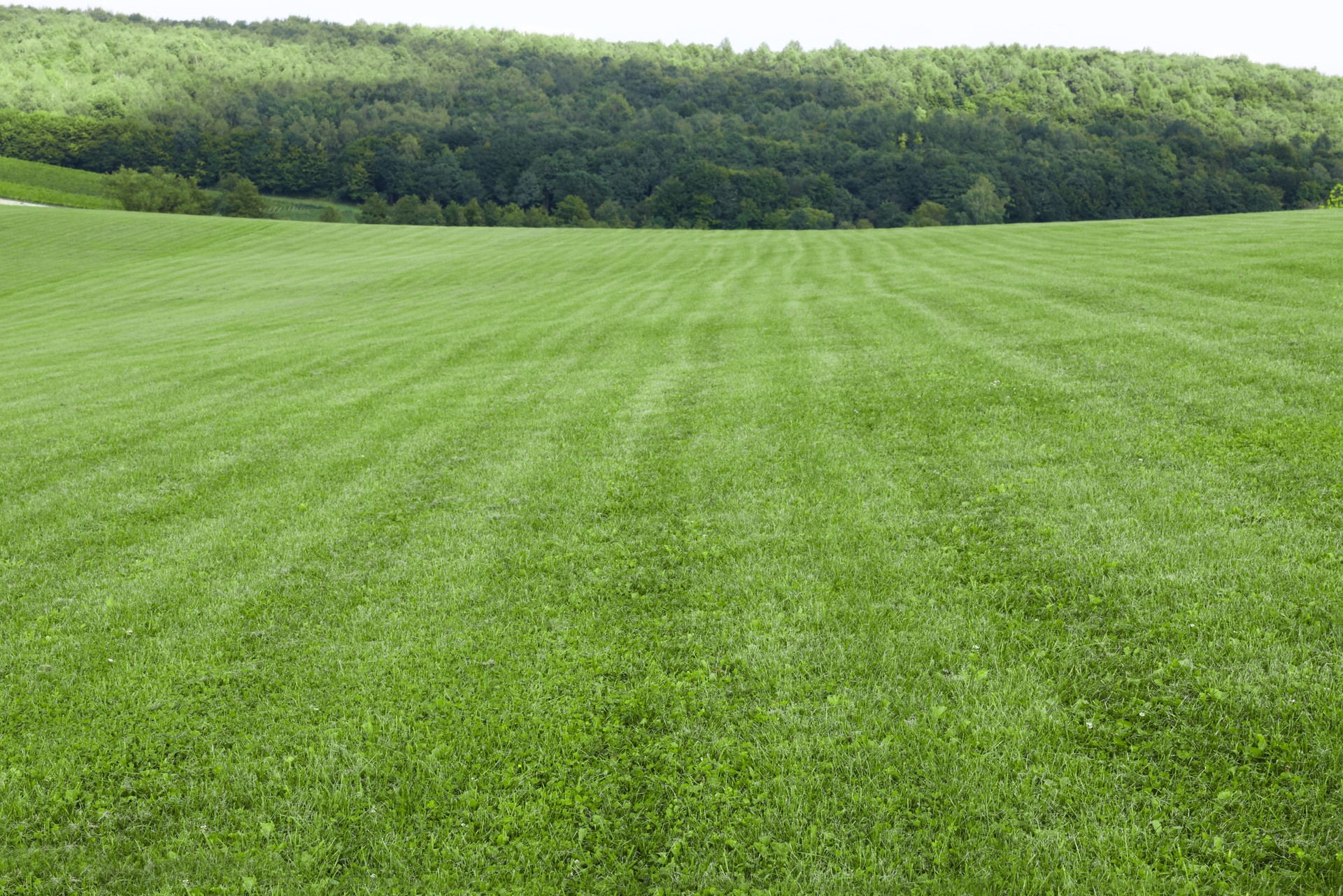 Beautiful meadow with bright green grass outdoors